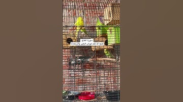 #سورة_الفتح #فضل السورة في مربع التعليقات #اليمن #العراق #طيور_حب #البادجي #quran #birds #budgies