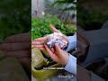 ¿Hidroponía fácil? Solo si sabes este detalle