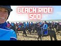 Friesian horses beach ride, with 500 Friesian horses!!! | Friesian Horses