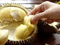 ВОНЮЧИЙ КОРОЛЬ ТРОПИЧЕСКИХ ФРУКТОВ: ДУРИАН. Durian