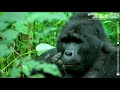 gorilla fart