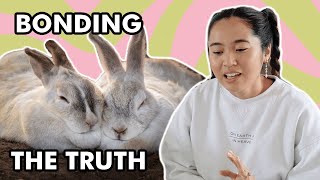 The TRUTH about bonding rabbits: broken bonds & are single rabbits happier?