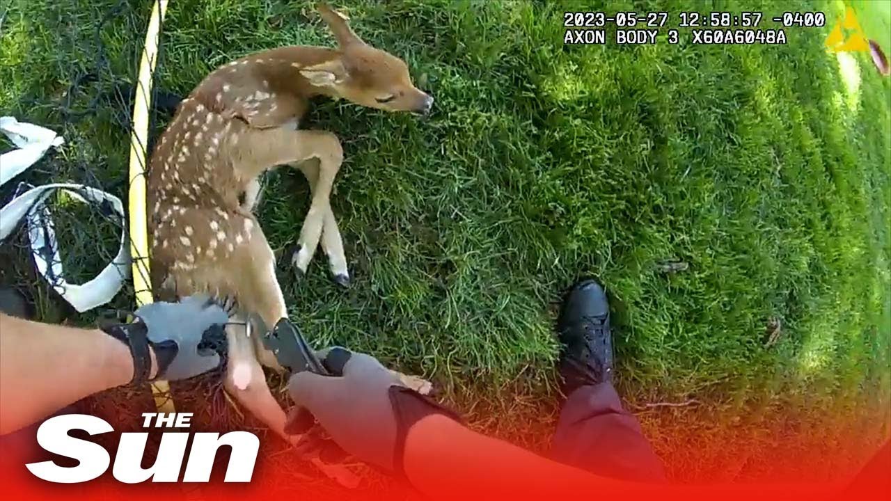 Police come to baby deer's rescue, cutting it free from backyard soccer ...