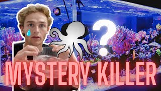 What MYSTERY CREATURE has been KILLING all of our CRABS???🦀(INSANE)