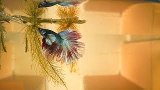 Betta Fish Saga | The Story Begins