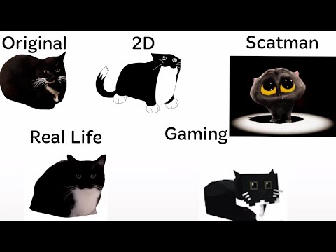Maxwell cat But