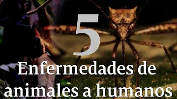 ¿Como los animales transmiten enfermedades a los humanos?