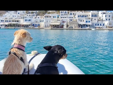 ⁣Sailing with dogs , the 