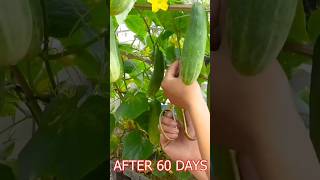 growing cucumber at home gardening trendingshorts cucumberfacemask