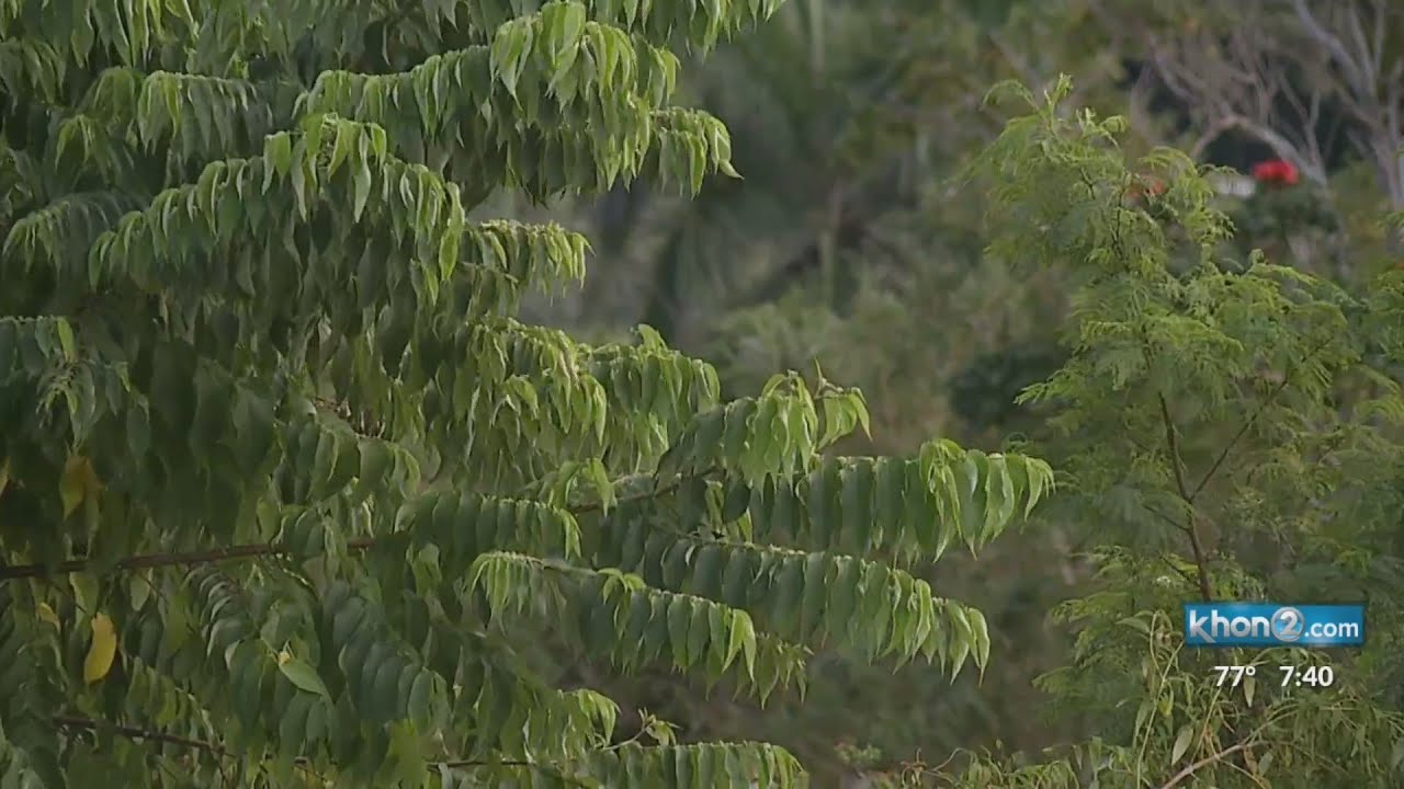 site helps Hawaii residents find the best tree to plant YouTube