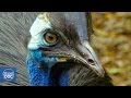 Cassowary: The most dangerous bird in the world.