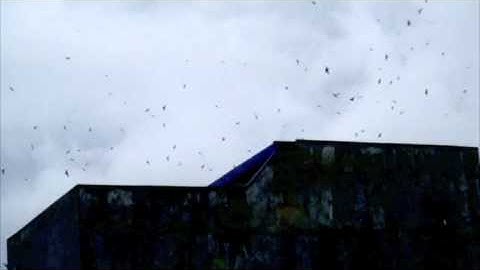 SUPER SWIFTLET SOUND - SUARA WALET SUPER