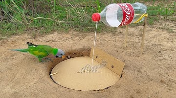 Creative Technique Bird Trap - Really Unique And Beautiful Using Botle Coca-Cola & Paper