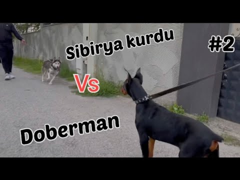 Sibirya kurdu Vs Doberman (Buluşma) zinciri koparttı!! #2