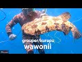 Hunting and get grouper tiger  wisata pantai tengkera wawonii kab konkep