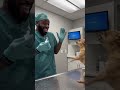 #comedyshorts #funny #petshorts #pets #dog #viral