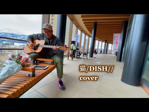 猫/DISH// covered by 923
