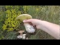 Белые грибы и сыроежки 29 июнь 2020 Сбор грибов в сосновом лесу