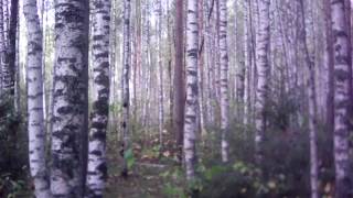Охота с русской гончей пч.Баян Охота с русской гончей пч.Баян