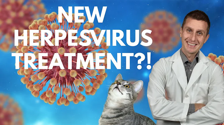 New Herpesvirus Treatment For Cats?!