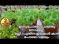       how to grow coriander and mint leaves at home