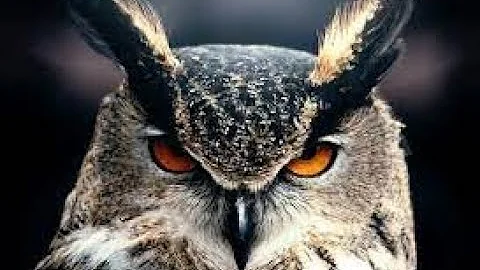 Great Horned Owl on the Hunt | Nat Geo Wild