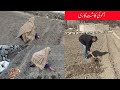 WE ARE CULTIVATING POTATO IN OUR LAND | GROWING VEGETABLES | CHALT VALLEY |