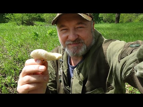 Думаете поганка?- Нет! РЯДОВКА МАЙСКАЯ! Собираем и готовим!