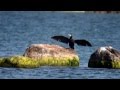 Amazing animals - Great Cormorant drying wings