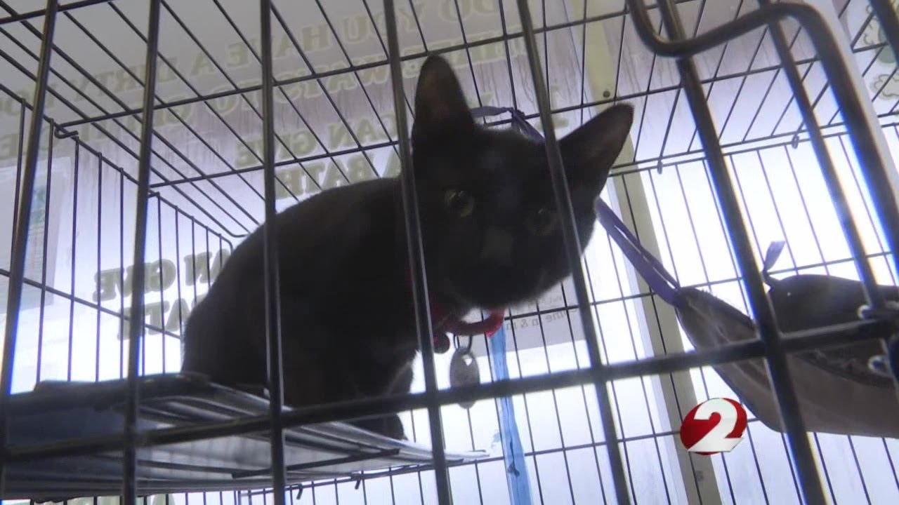 Fee waived Cat Adoptions At SICSA YouTube Fee waived Cat Adoptions At SICSA YouTube