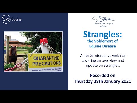 Video: Strangles In Horses - Throat Infection In Horses