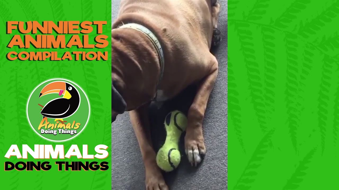 Funniest Animals Vol. 13 | Funniest Animals Doing Things