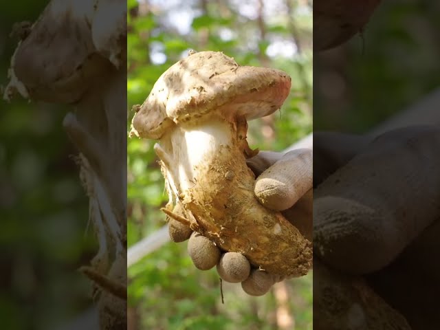 How matsutake mushrooms are harvested