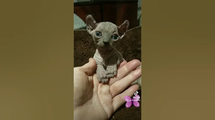 Video 11772381: sphynx gatos cats, cute funny sphynx cat, little sphynx cat, sphynx cat baby