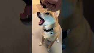 What is a Shiba's Favorite Snack?