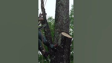 #treeremoval #videos #nature #treeservice #treehouse #treecutting #treework