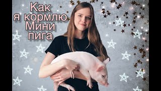 ПИТАНИЕ МИНИ ПИГА | Как я кормлю Нюшу | ПИТАНИЕ МИНИ ПИГА | Как я кормлю Нюшу |