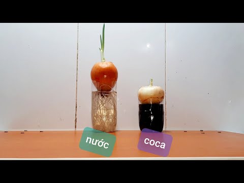 Video: Cách trồng hành tây trong chai nhựa?