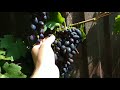 Кодрянка, ранний столовый сорт винограда
