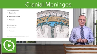 Cranial Meninges: Structures & Functions – Brain & Nervous System | Lecturio