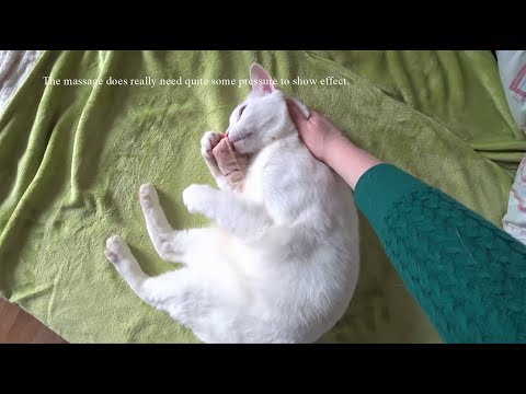 Video: Epilepsy In Cats: Symptoms Of The Disease, How To Stop Seizures, Can Seizures Be Prevented, Treatment Methods, Veterinarian Recommendations