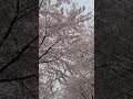 김홍도 미술관 입구 벚꽃 풍경입니다