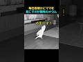 夜中にママを起こすのが趣味のオウム、ジャクソン🐦 #shorts #オウム