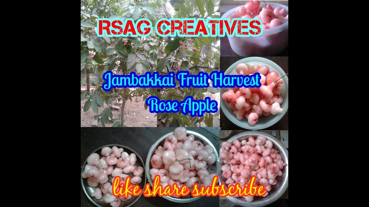 Jambakka fruit Harvest /Rose Apple  May month harvest