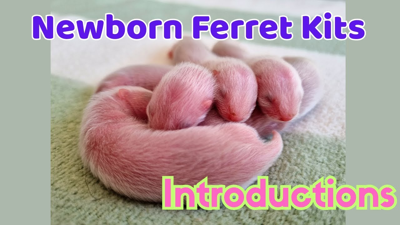 Meet Our 5 Newborn Ferret Kits! 🐾 First Squeaks, Weigh-In & Gender Reveal