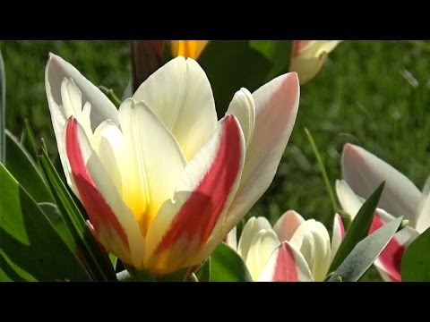 Tulip 'Johann Strauss' - FarmerGracy.co.uk - YouTube