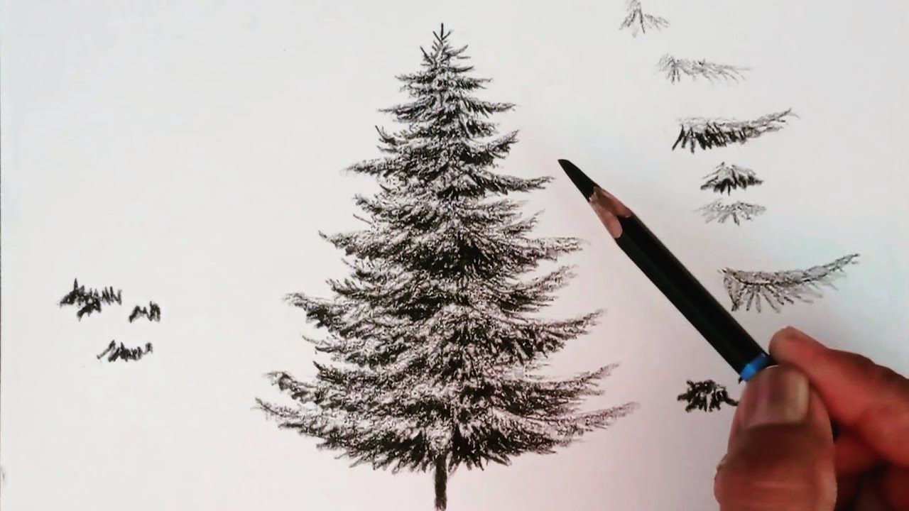 Pine tree forest nature drawing Royalty Free Vector Image