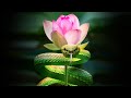 Inner worlds outer worlds  part 3  the serpent and the lotus