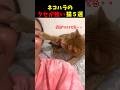 ネコハラのクセが強い猫w5選#cat #面白集 #ねこ #笑ったら負け