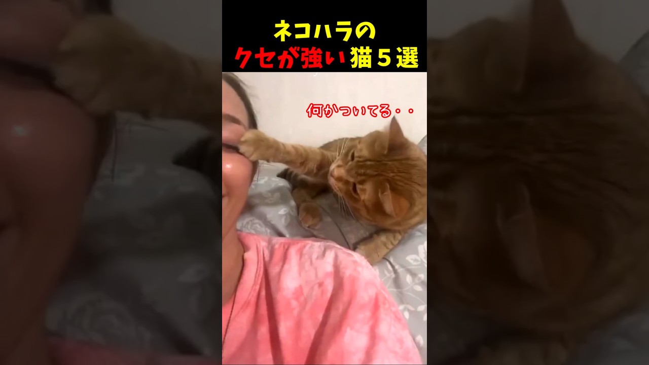 ネコハラのクセが強い猫w5選#cat #面白集 #ねこ #笑ったら負け